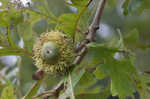 Bur oak